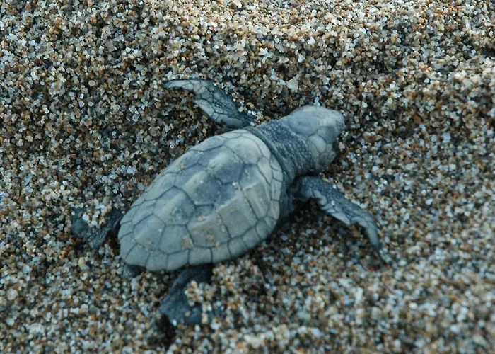 Aparthotel Herodotos Keri