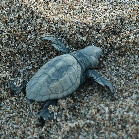 公寓式酒店 Herodotos Keri